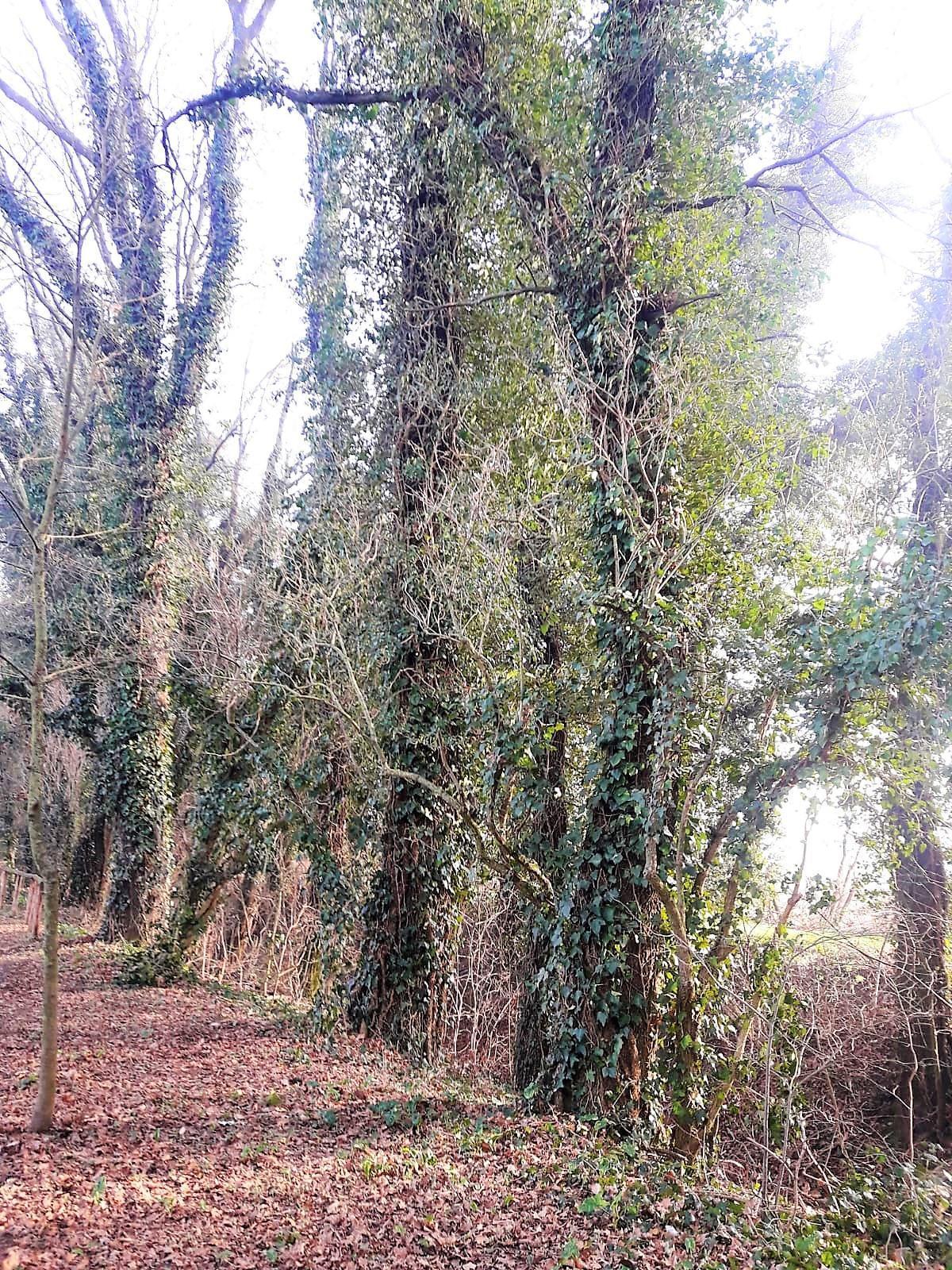 bosco del duca
