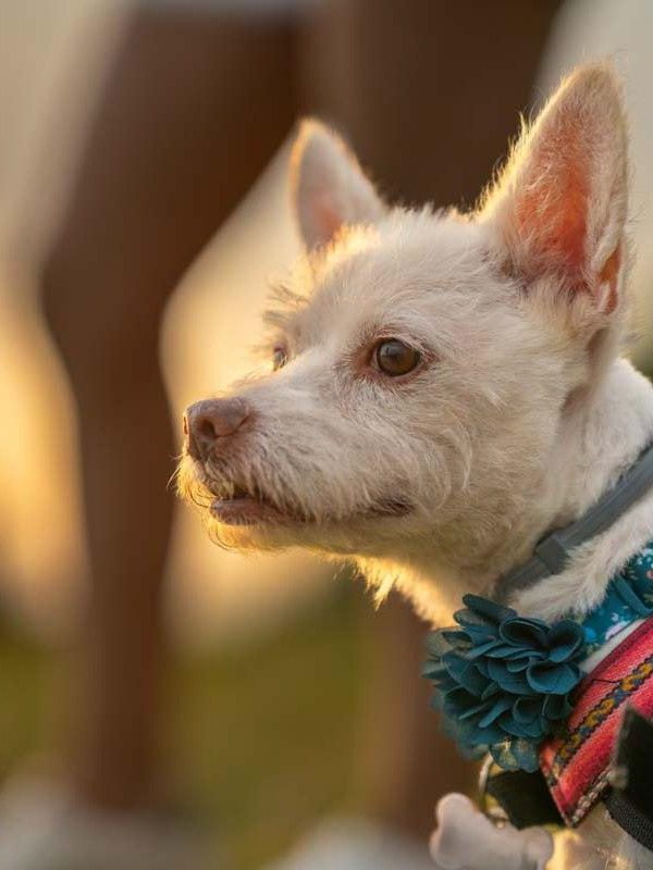 Dog walking in the park at sunset, wearing a collar with a flower on it