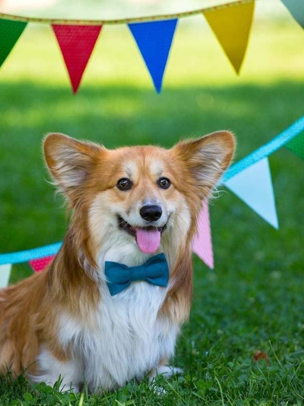 birthday off beautiful corgi fluffy on green lawn and colorful party flags on the background