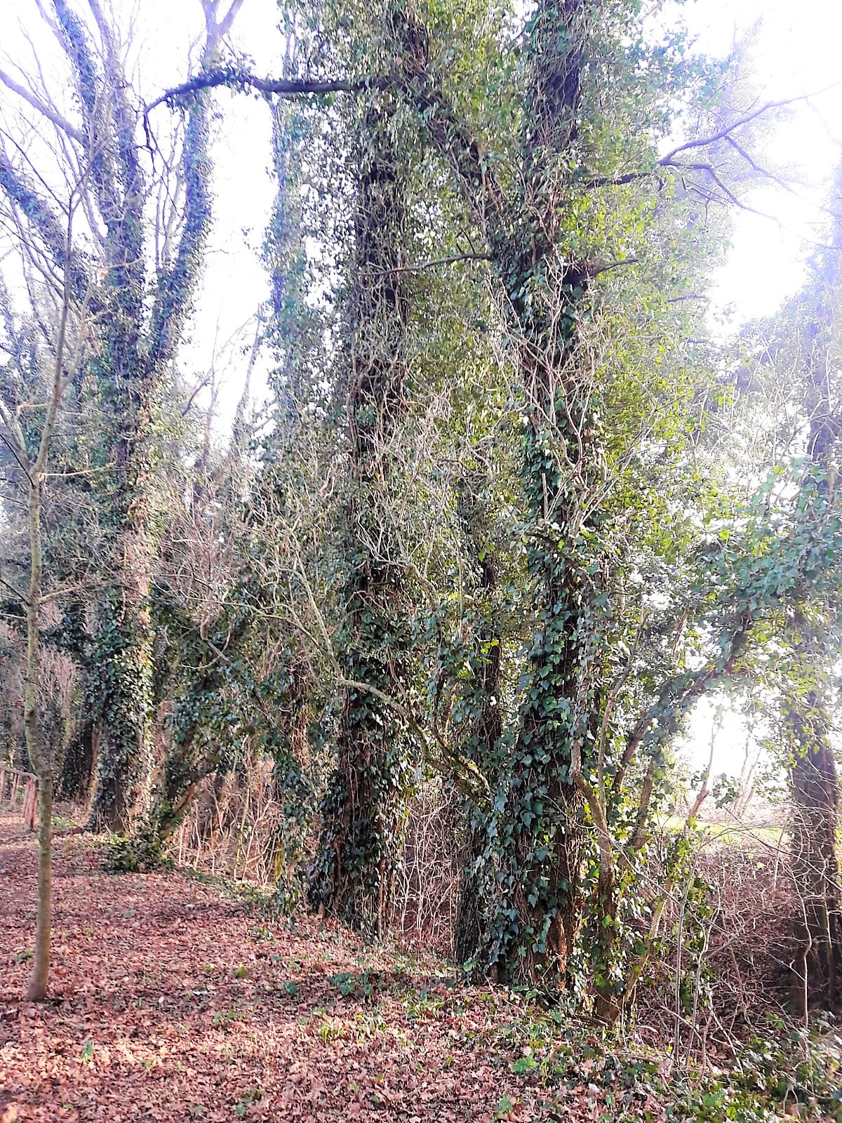Bosco Wood Wald