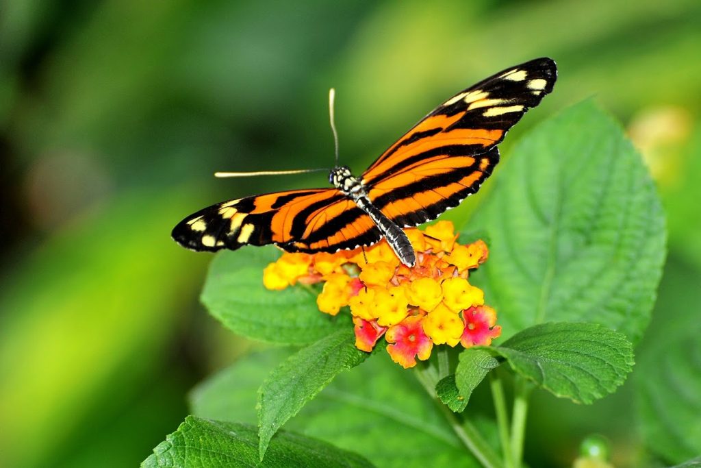 farfalle butterfly Schmetterlingshaus