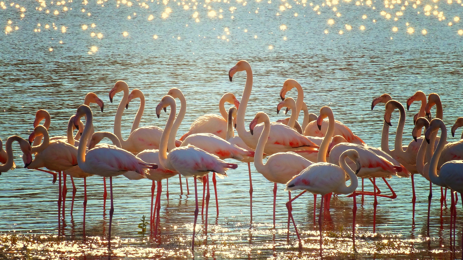 pedalata fenicotteri flamingo