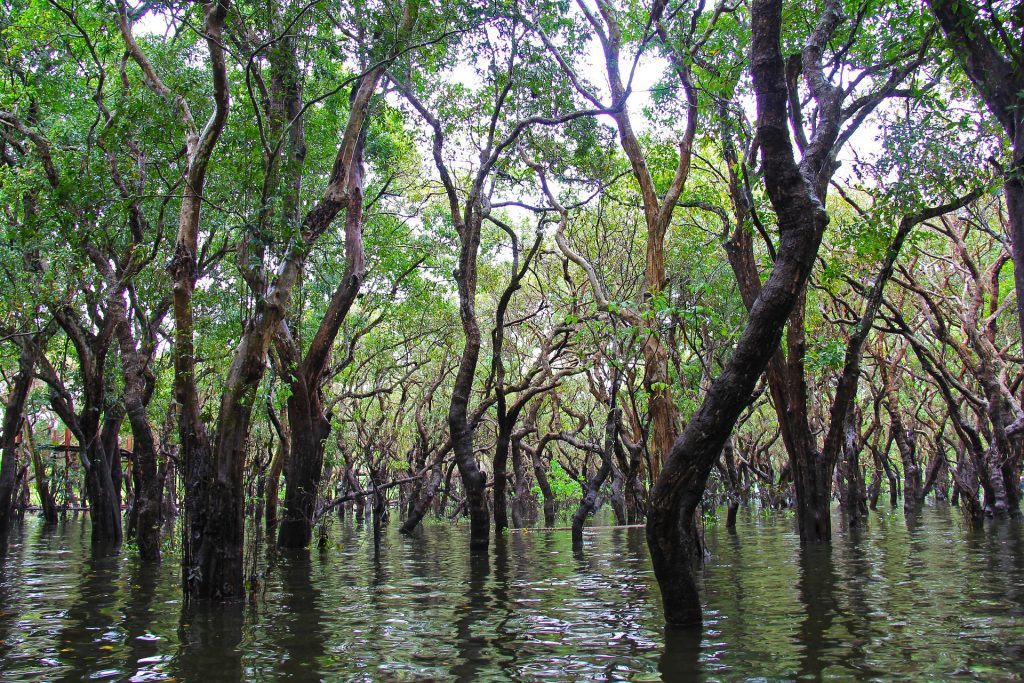 The flooded forest